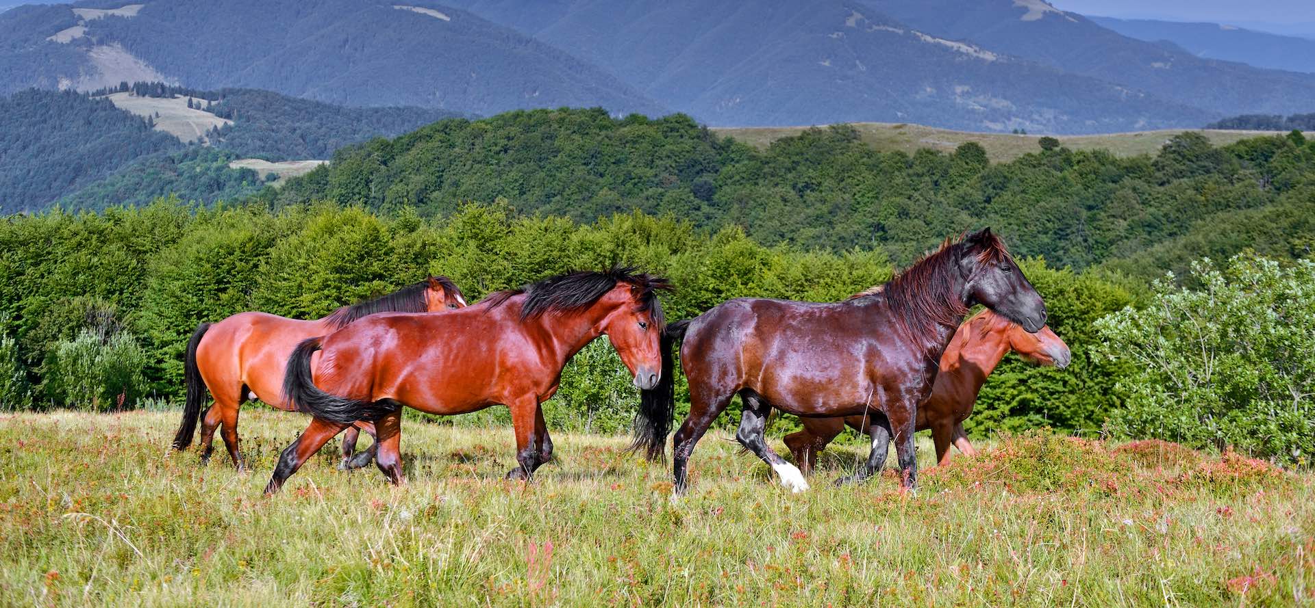 horseriding-poland-nature